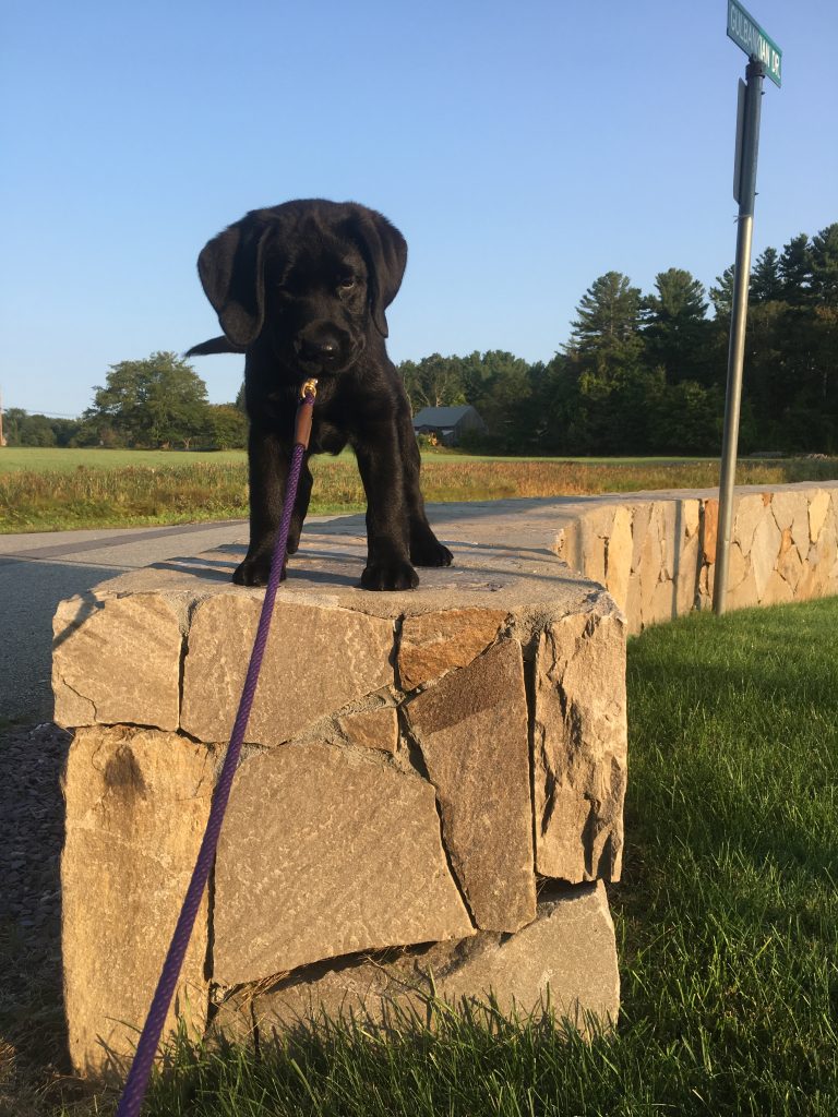 puppy on stone wall