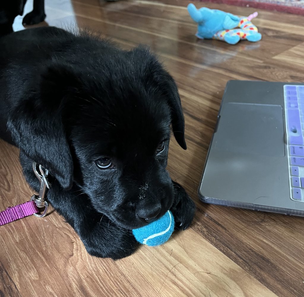 Black Lab Puppy
