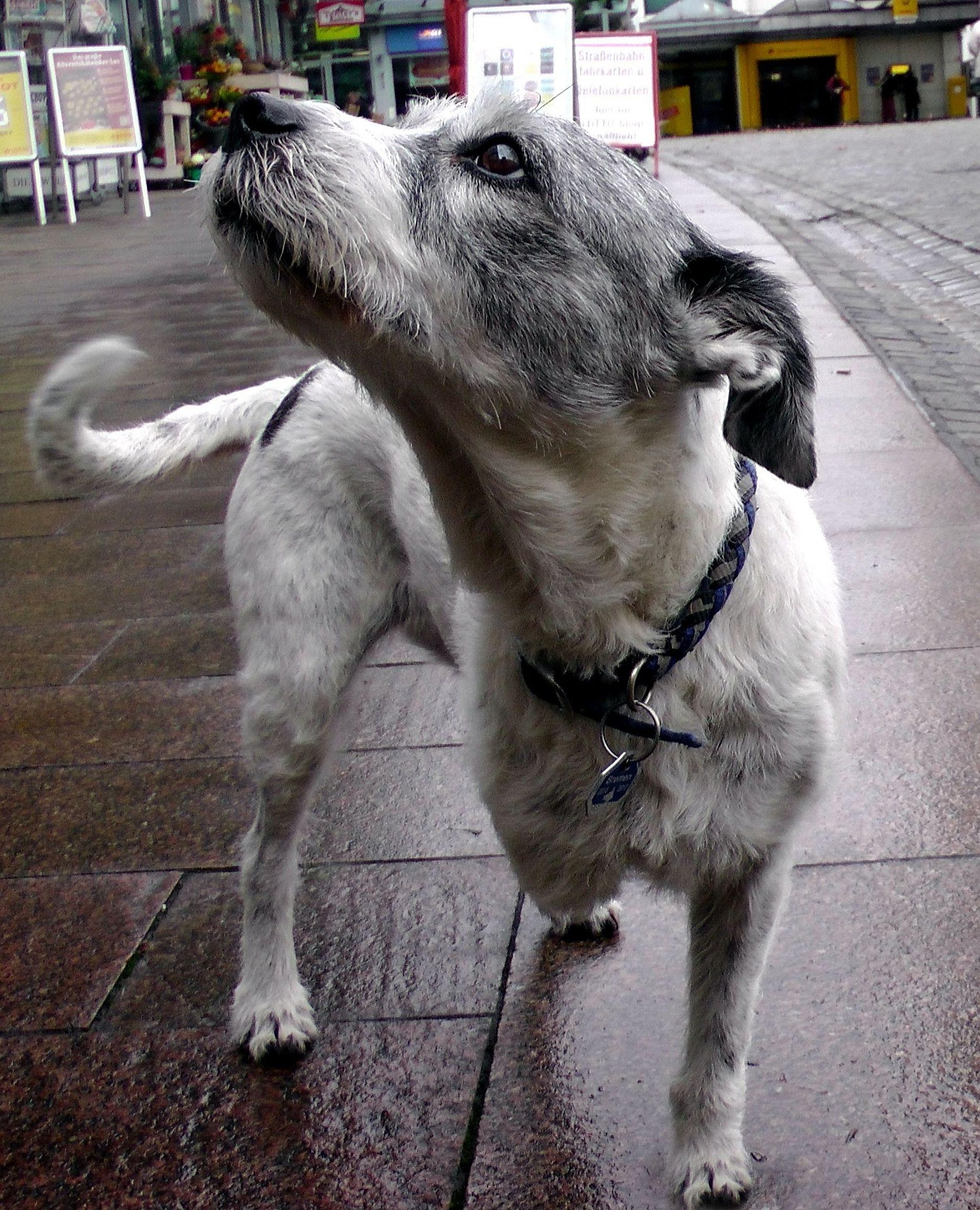 A grey dog looking up and sniffing it's human intently, illustrating how service dogs detect chemical changes like cortisol and blood sugar