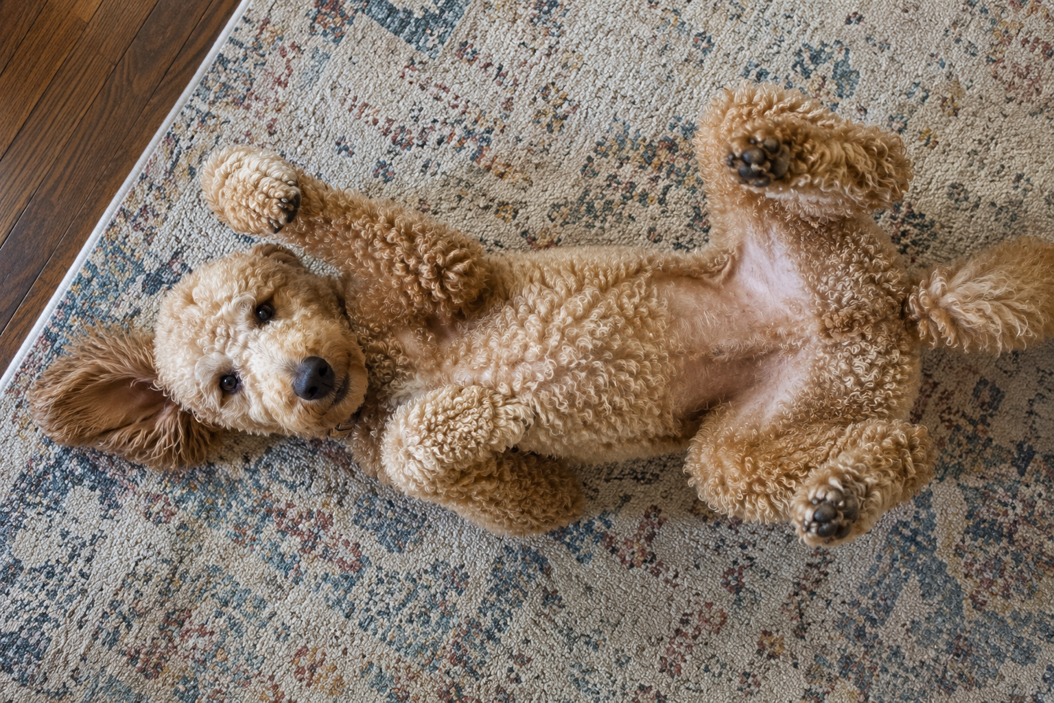 Poodle playing on its back Poodle playing on his back