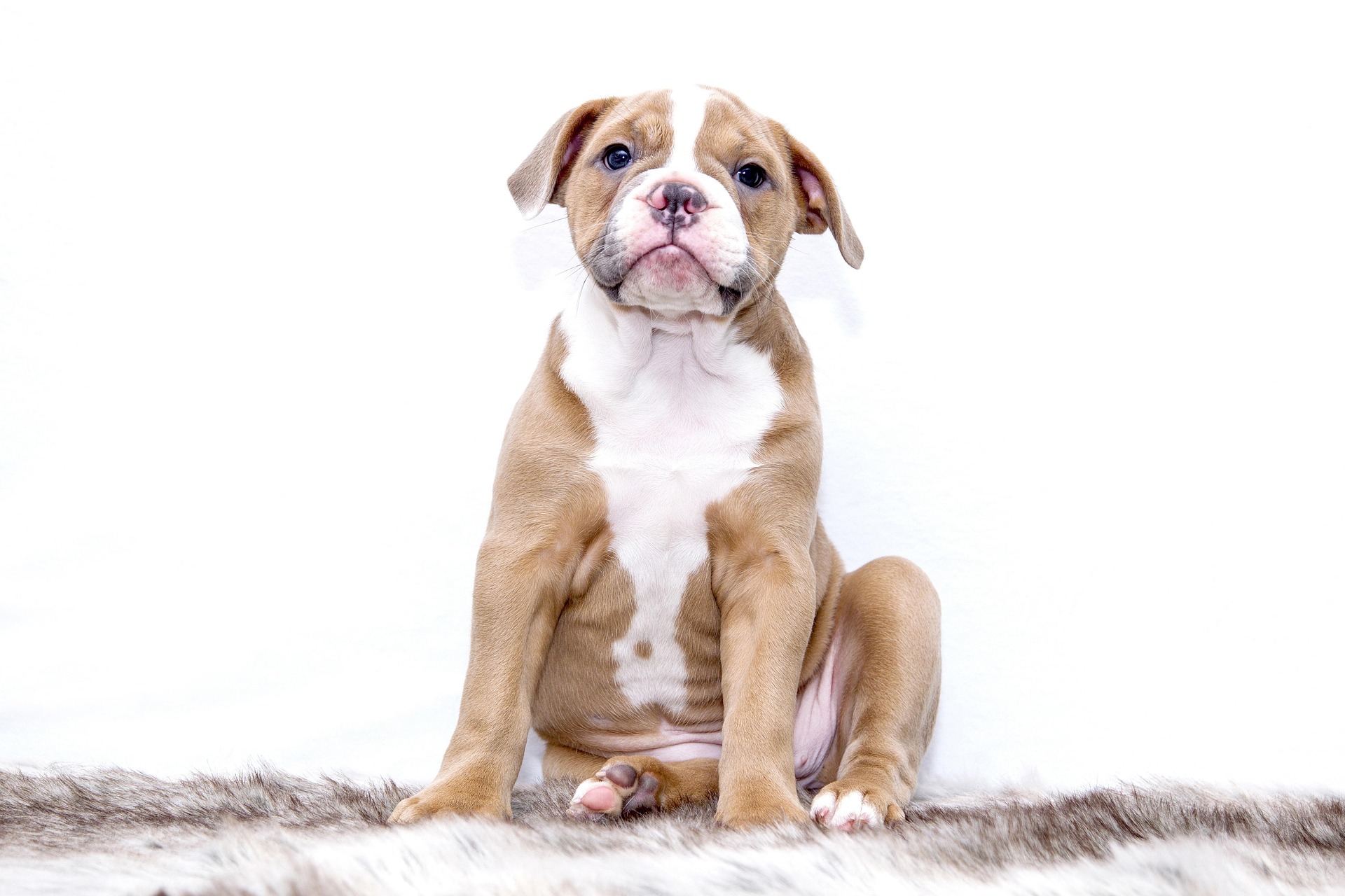 Dog with sad face